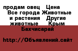  продам овец › Цена ­ 100 - Все города Животные и растения » Другие животные   . Крым,Бахчисарай